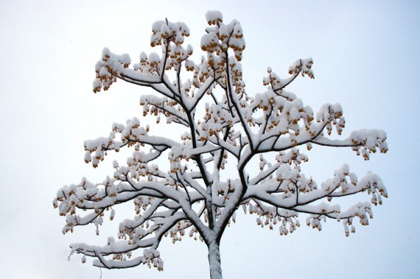 árbol navideño